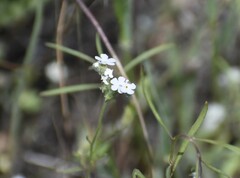 Cryptantha flaccida