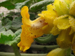 Ibicella lutea