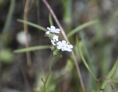 Cryptantha flaccida