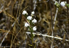 Cryptantha flaccida