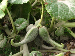 Ibicella lutea