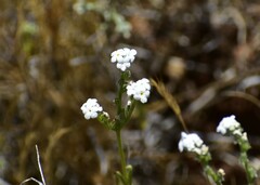 Cryptantha flaccida