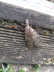 Archichauliodes diversus