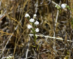 Cryptantha flaccida