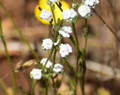 Cryptantha flaccida
