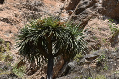 Dracaena draco caboverdeana