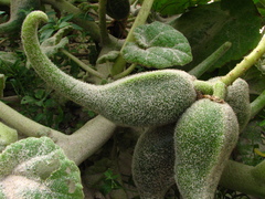 Ibicella lutea