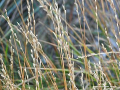 Elymus curvifolius
