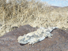 Phrynosoma platyrhinos