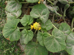 Ibicella lutea