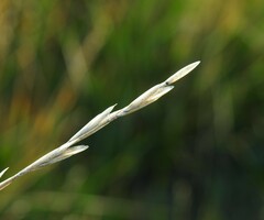 Elymus curvifolius