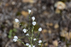 Cryptantha flaccida