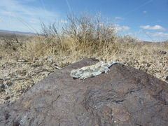 Phrynosoma platyrhinos