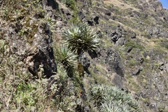 Dracaena draco caboverdeana