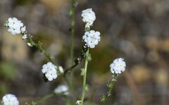 Cryptantha flaccida