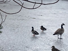 Anas platyrhynchos × Spatula clypeata