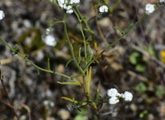 Cryptantha flaccida