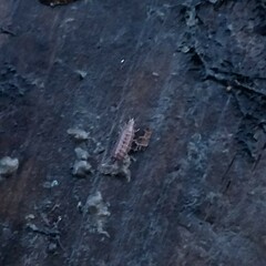 Trichoniscus pusillus