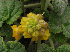 Ibicella lutea