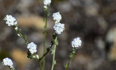 Cryptantha flaccida