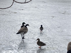 Anas platyrhynchos × Spatula clypeata