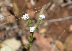 Cryptantha flaccida