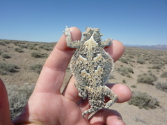 Phrynosoma platyrhinos