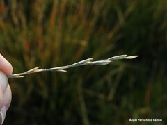 Elymus curvifolius