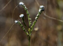 Cryptantha flaccida