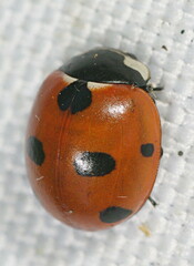 Coccinella