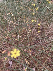 Jasminum nudiflorum