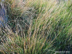Elymus curvifolius
