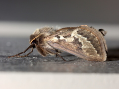 Eudalaca ammon