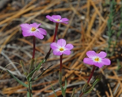 Phlox dolichantha