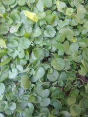 Dichondra micrantha