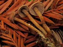 Pseudobaeospora