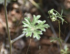 Delphinium hansenii ewanianum
