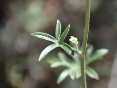 Delphinium hansenii ewanianum