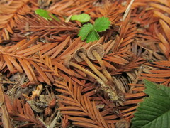 Pseudobaeospora