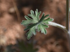 Delphinium hansenii ewanianum