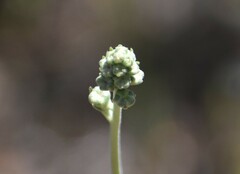 Delphinium hansenii ewanianum