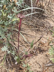 Sonchus megalocarpus