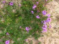 Glandularia selloi