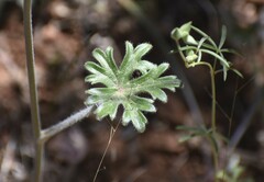 Delphinium hansenii ewanianum