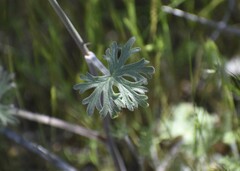 Delphinium hansenii ewanianum