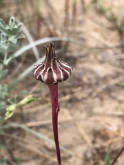 Sonchus megalocarpus
