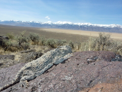 Phrynosoma platyrhinos