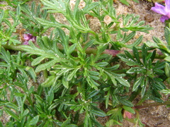 Glandularia selloi