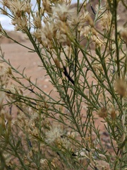 Ericameria paniculata