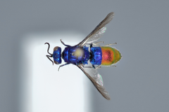 Chrysis fulgida